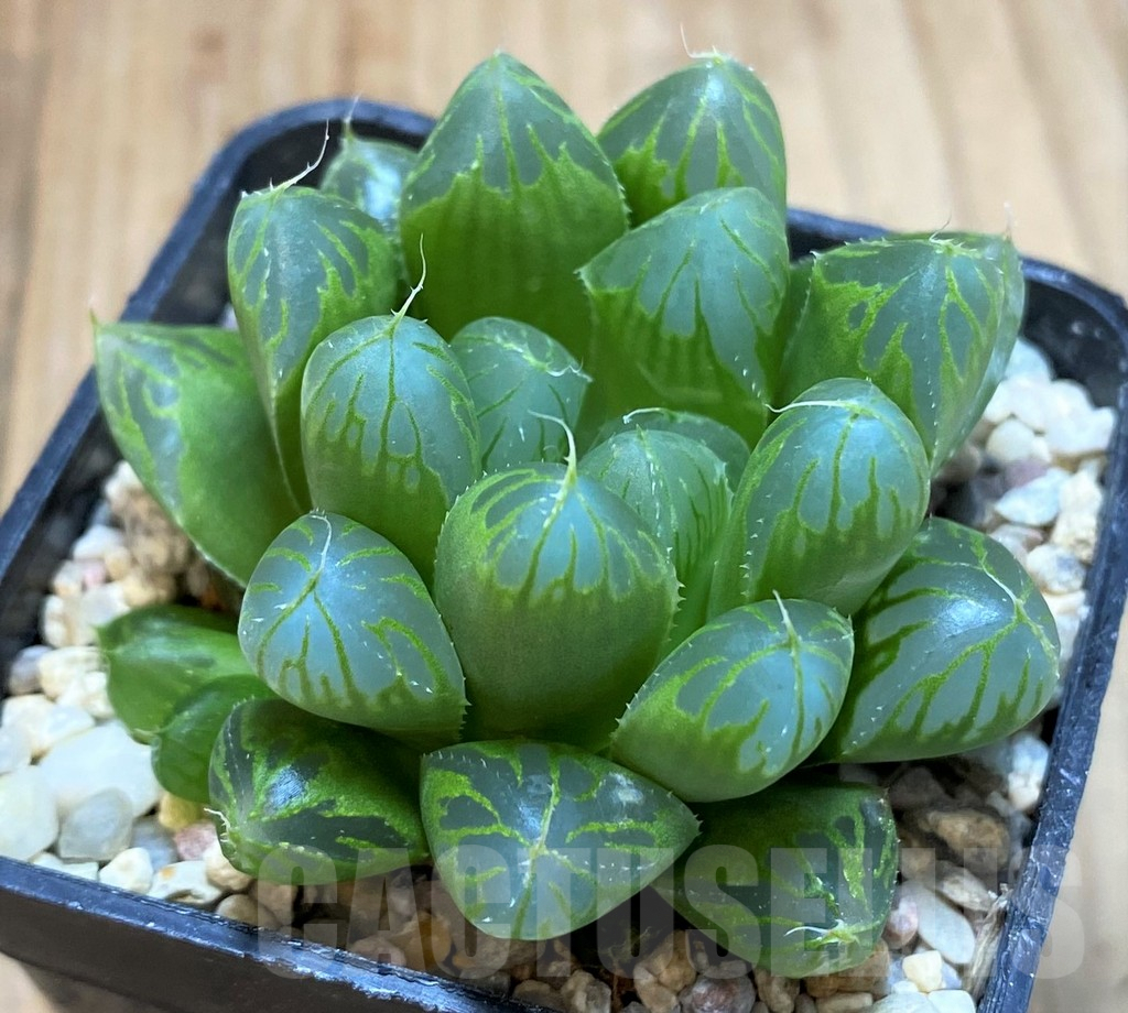 SH5149 Haworthia cooperi v. pilifera