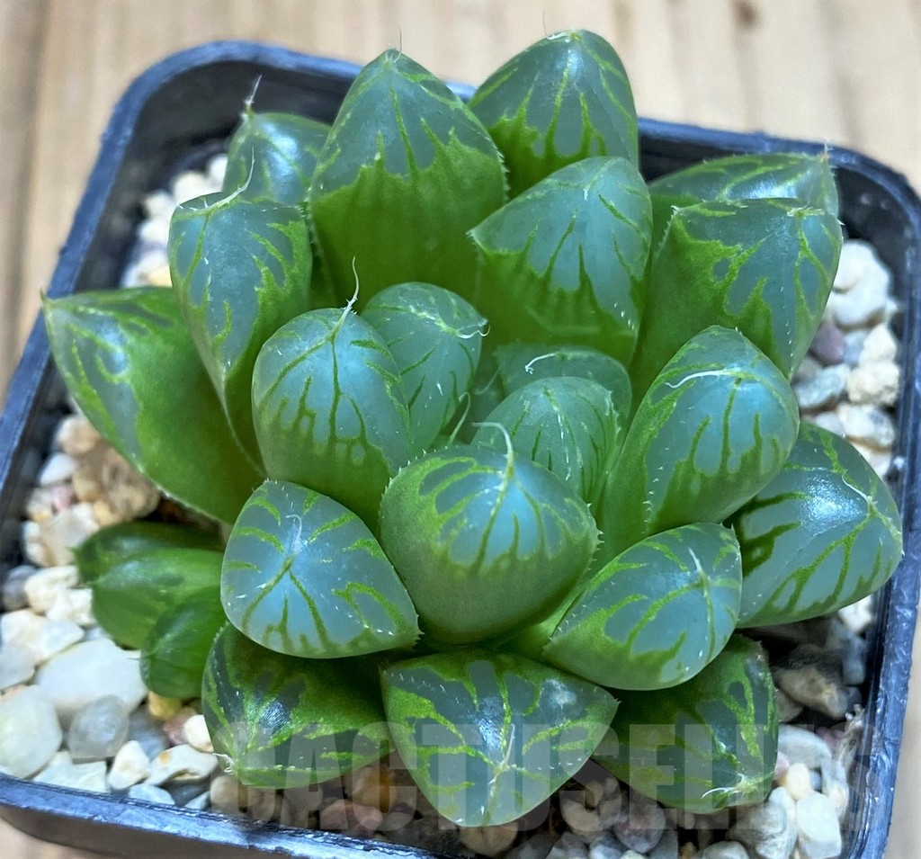 SH5149 Haworthia cooperi v. pilifera - Imagen 2