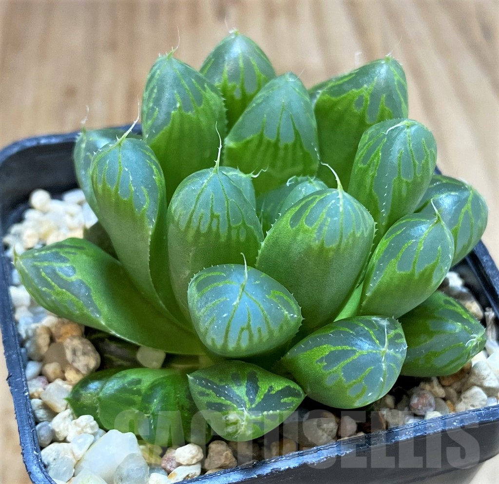 SH5149 Haworthia cooperi v. pilifera - Imagen 3