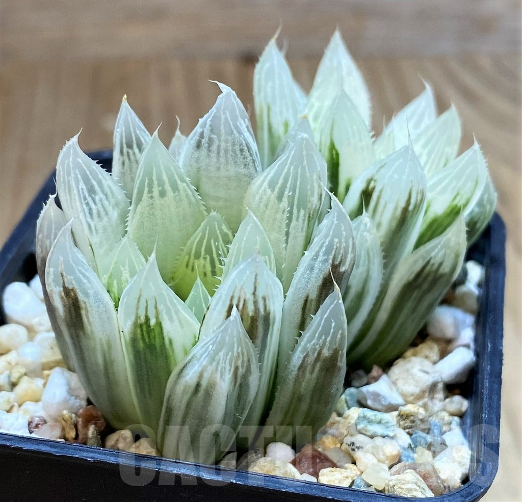 SH5150 Haworthia cooperi f. variegata - Image 2