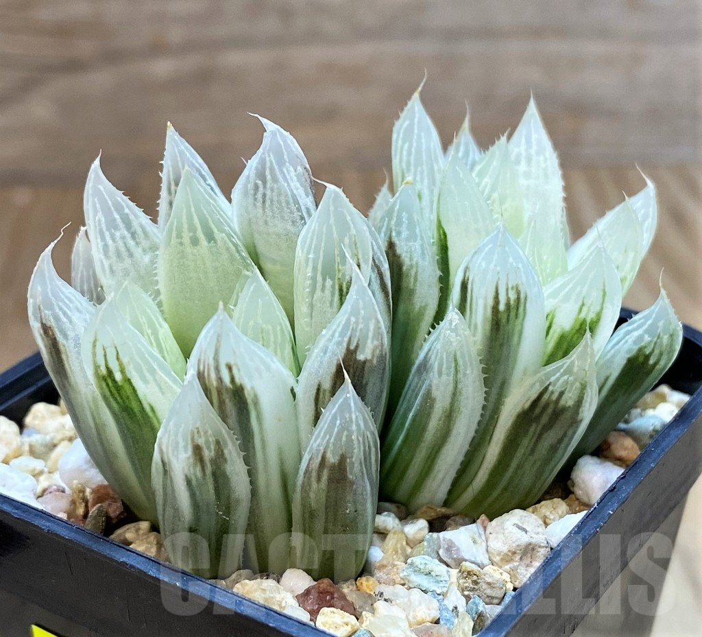 SH5150 Haworthia cooperi f. variegata