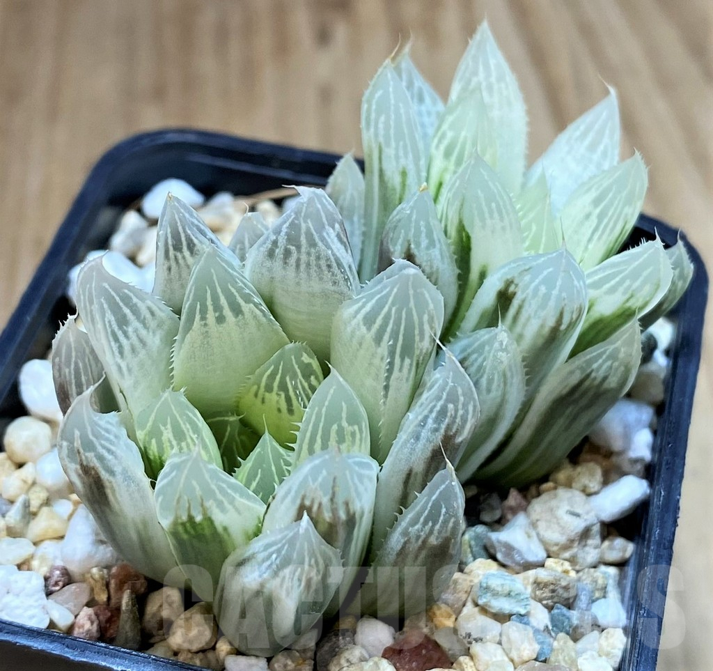 SH5150 Haworthia cooperi f. variegata - Image 3