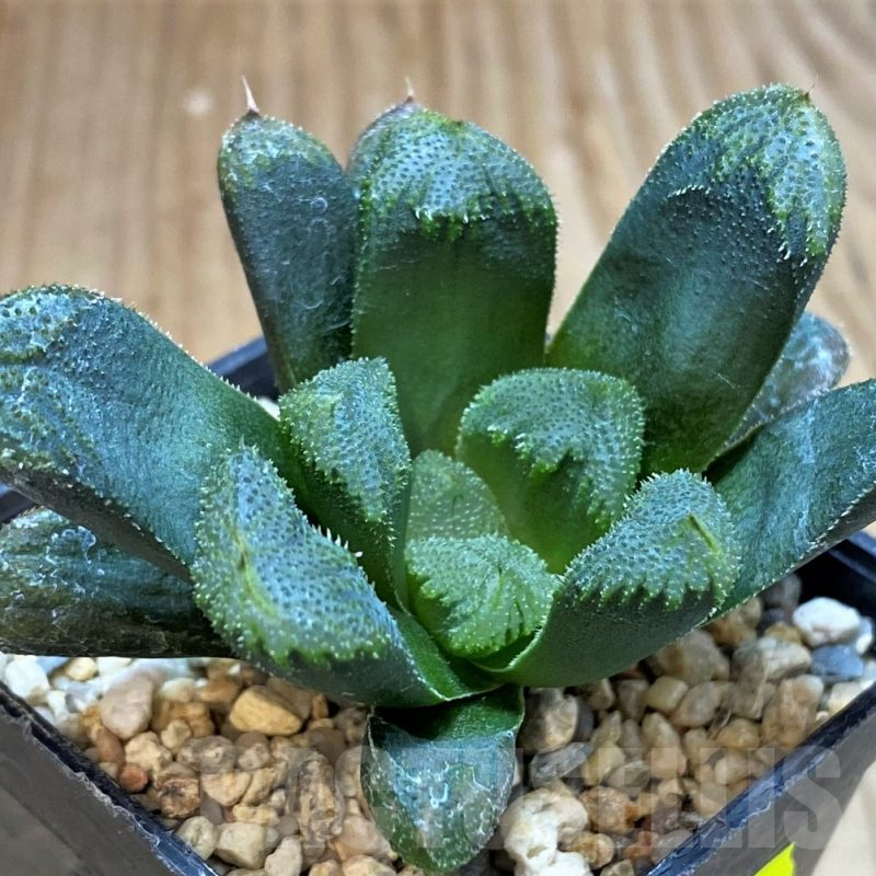 SH5152 Haworthia maughanii x cooperi v. venusta