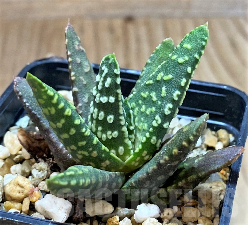 SH5153 Haworthia pumila 'Donut', seedling