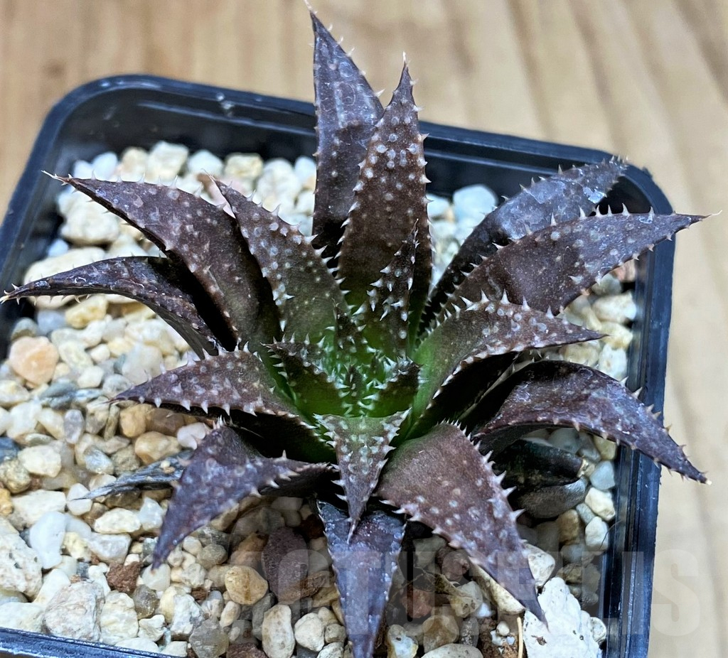 SH5154 Haworthia parksiana hybrid - immagine 2