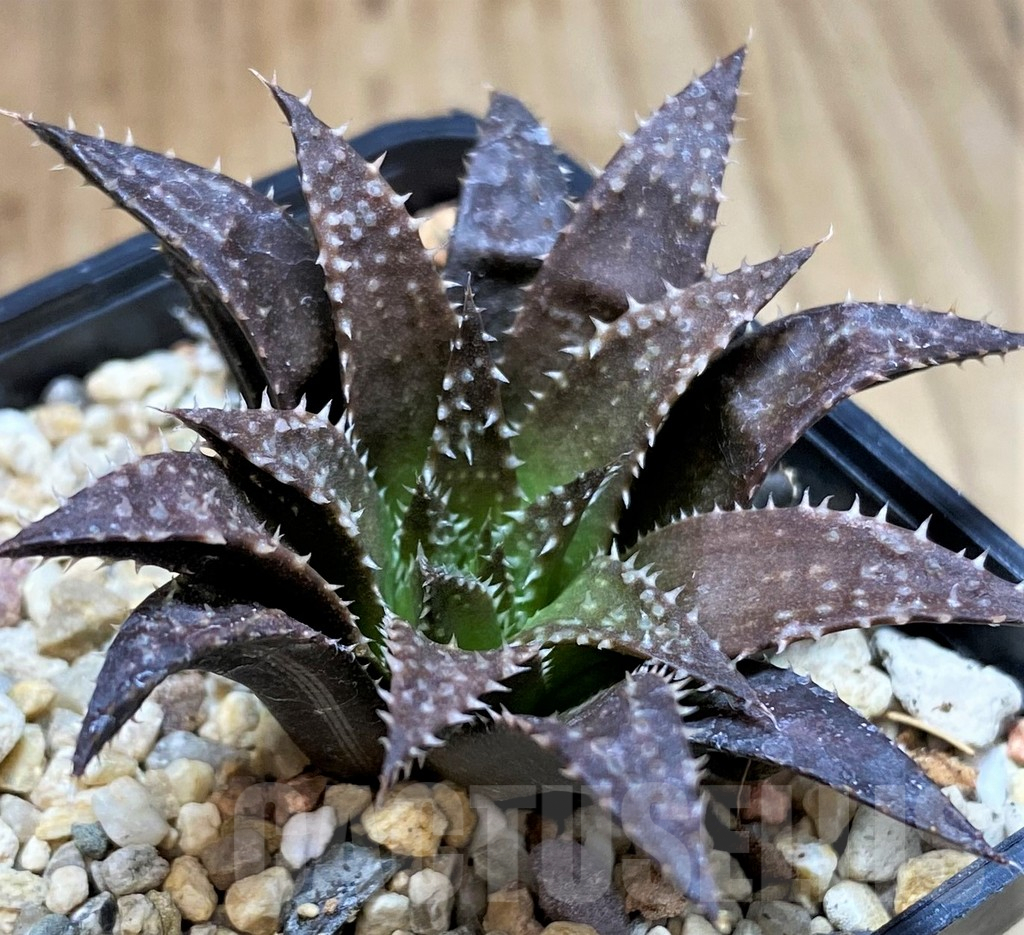 SH5154 Haworthia parksiana hybrid