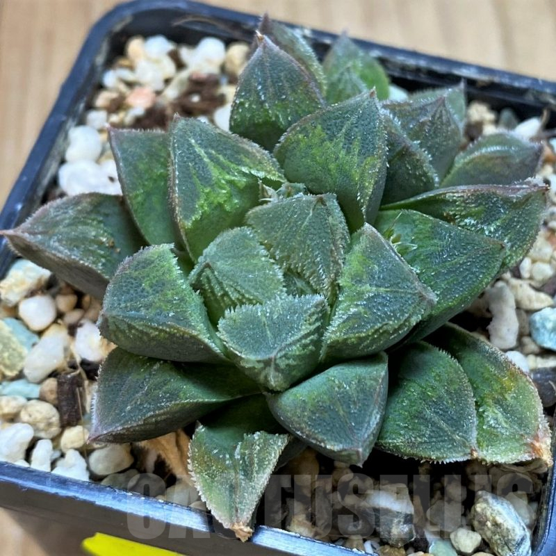 SH5156 Haworthia pygmaea x cooperi v. venusta
