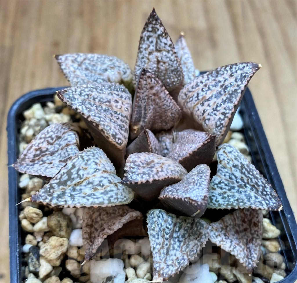 SH5157 Haworthia picta -Japan- - Image 2