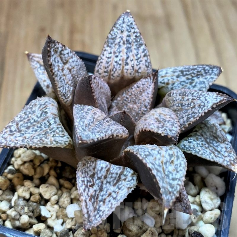 SH5157 Haworthia picta -Japan-