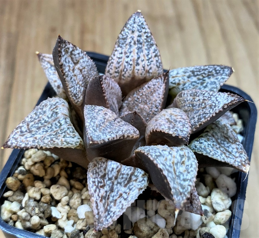 SH5157 Haworthia picta -Japan-