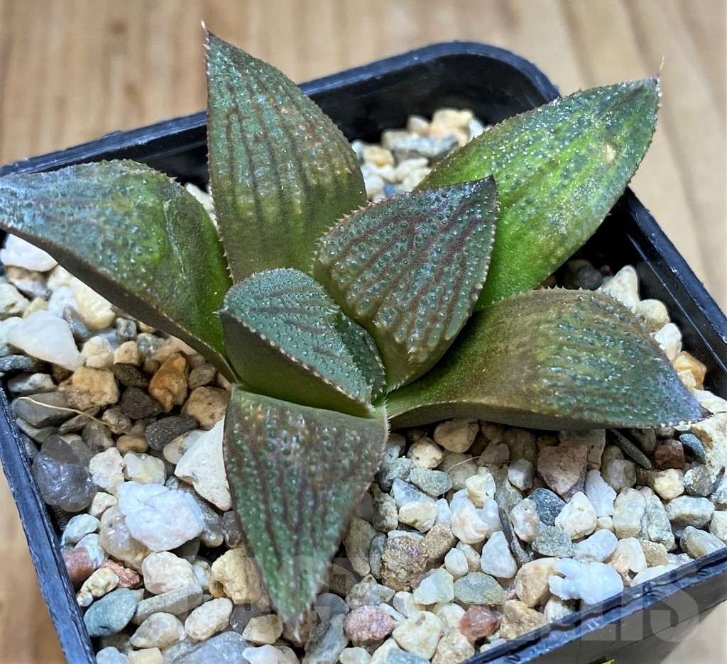 SH5158 Haworthia 'Chocolate' hybrid - Image 2