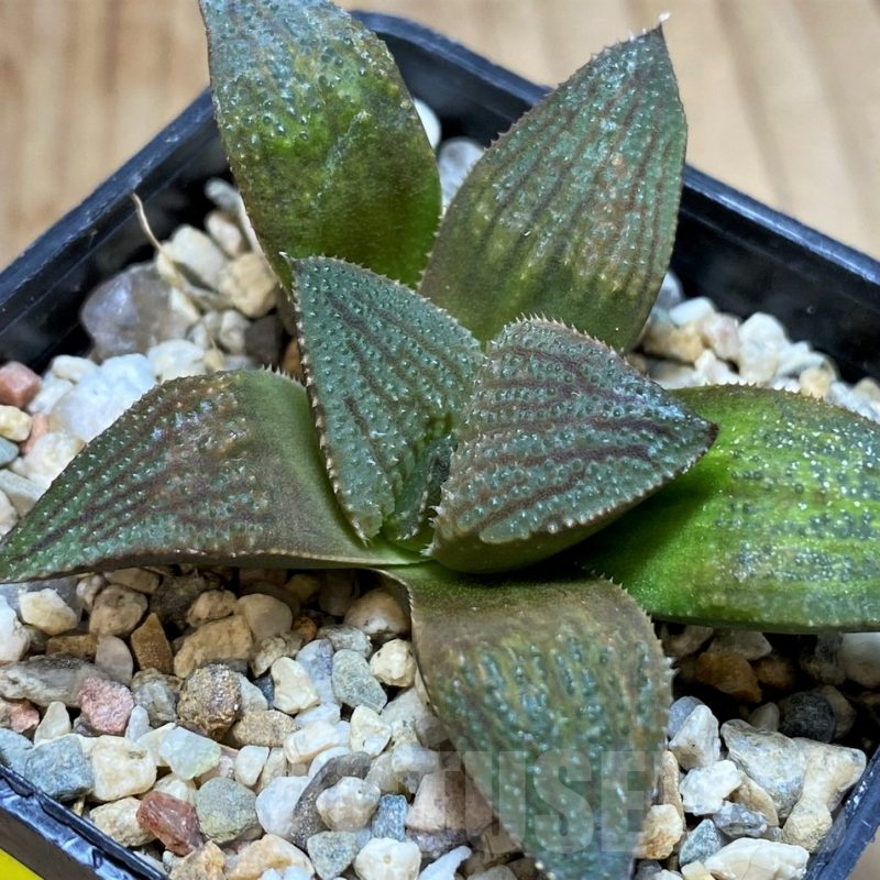 SH5158 Haworthia 'Chocolate' hybrid