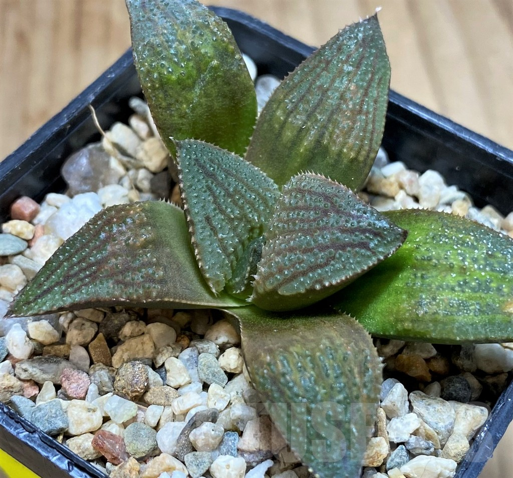 SH5158 Haworthia 'Chocolate' hybrid