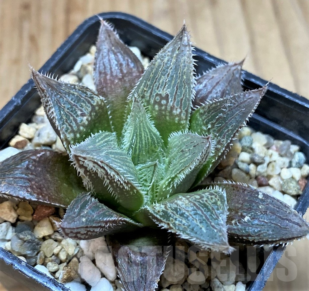 SH5161 Haworthia cooperi v. venusta hybrid - Image 3