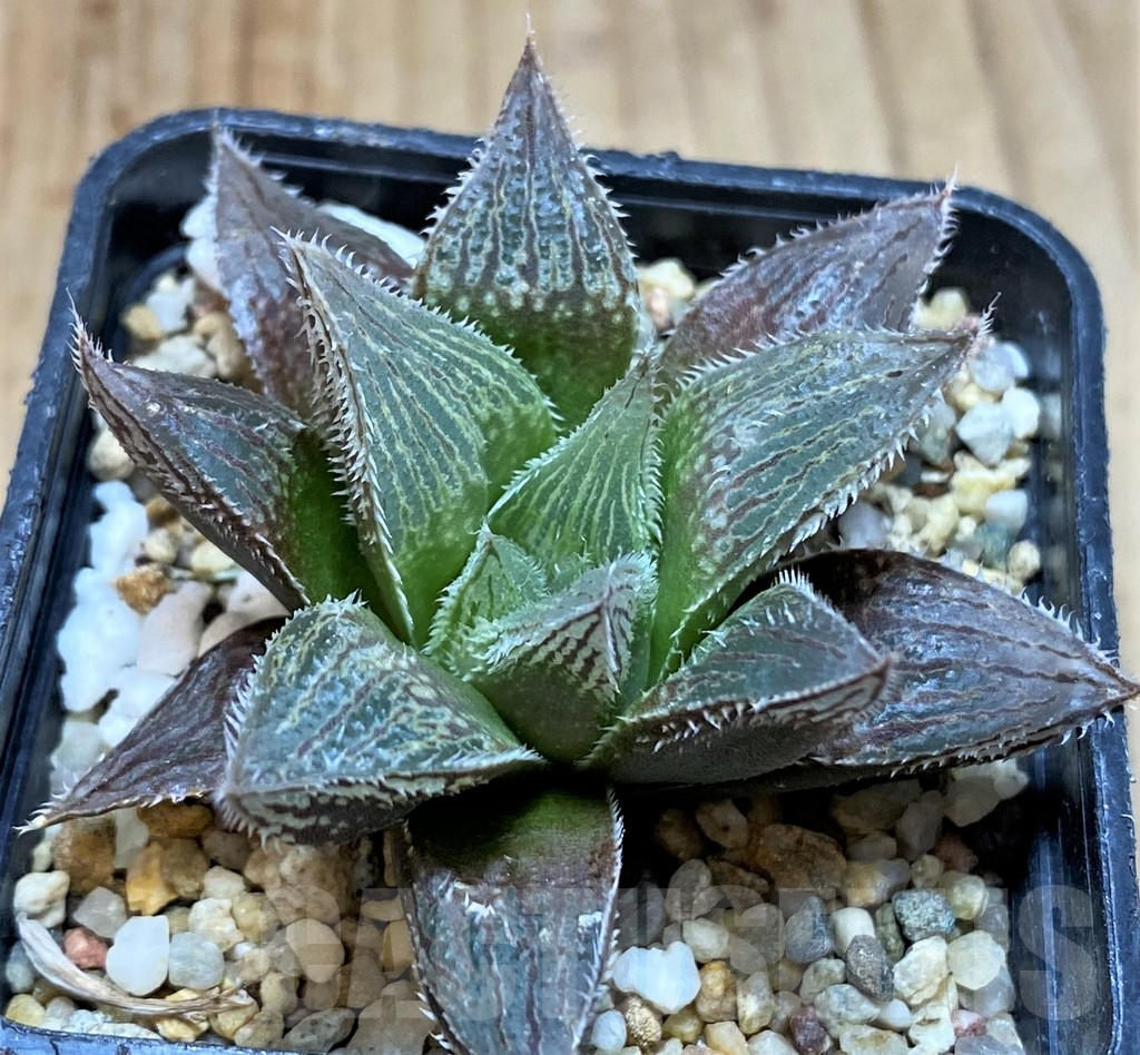 SH5161 Haworthia cooperi v. venusta hybrid - Image 2
