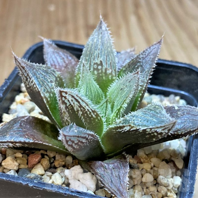 SH5161 Haworthia cooperi v. venusta hybrid