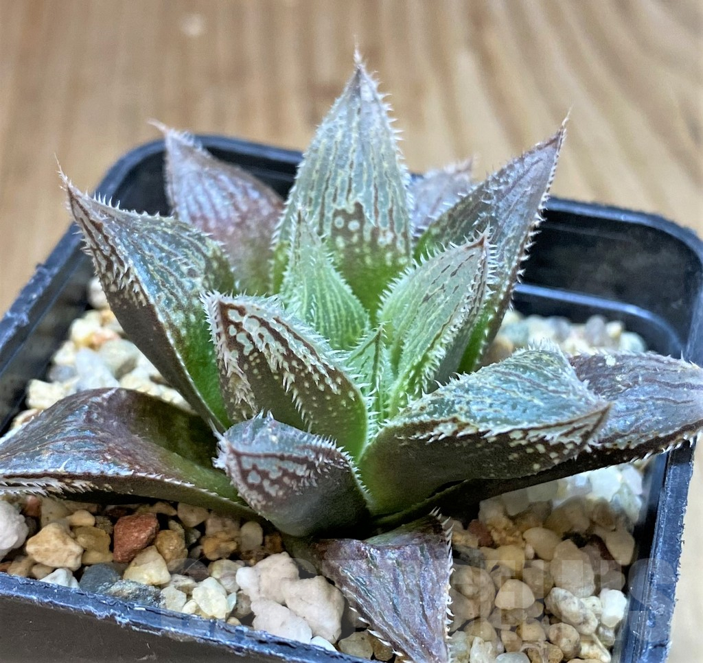 SH5161 Haworthia cooperi v. venusta hybrid