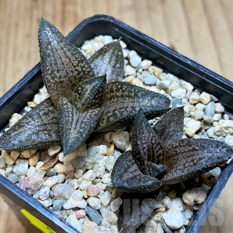 SH5163 Haworthia 'Kintaikyo', 2 plants