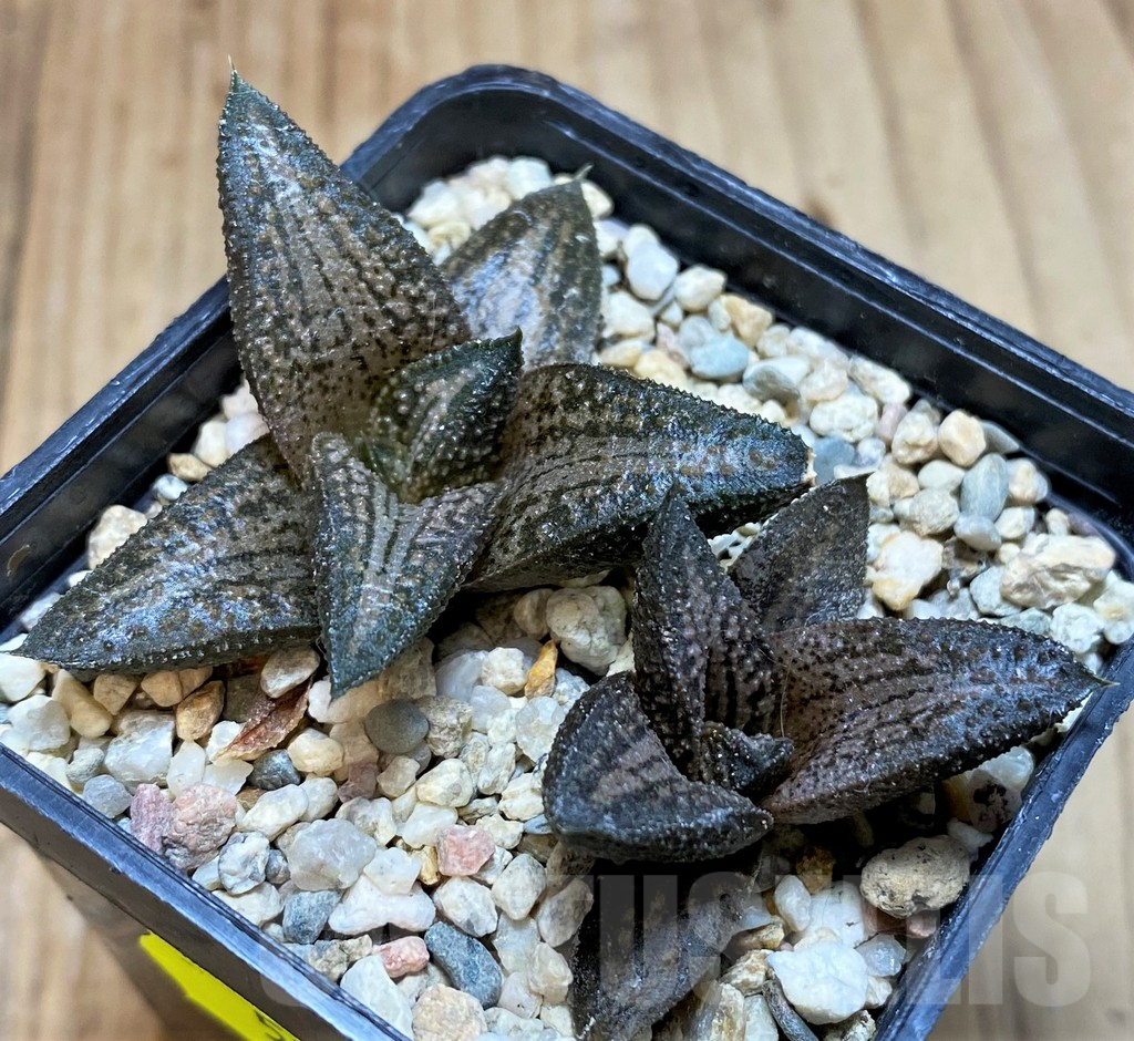SH5163 Haworthia 'Kintaikyo', 2 plants