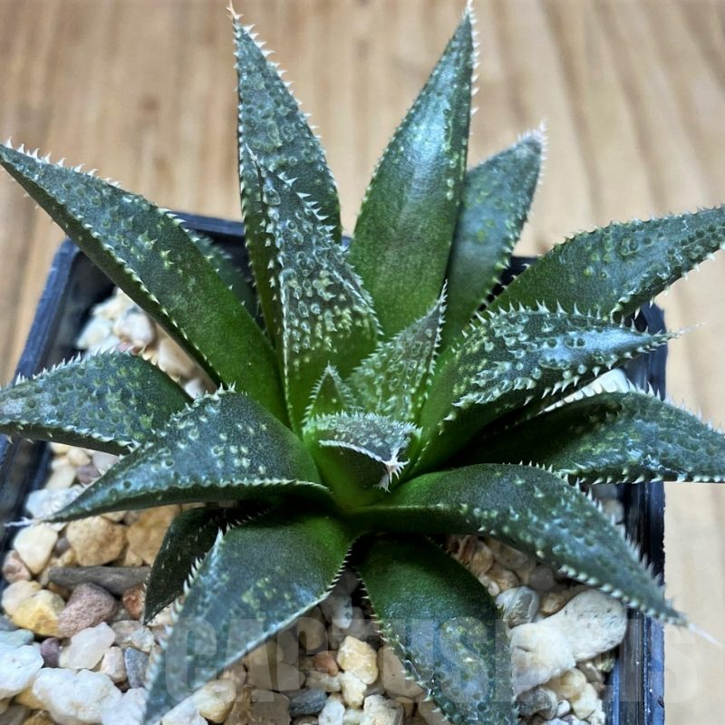 SH5169 Haworthia wimii hybrid