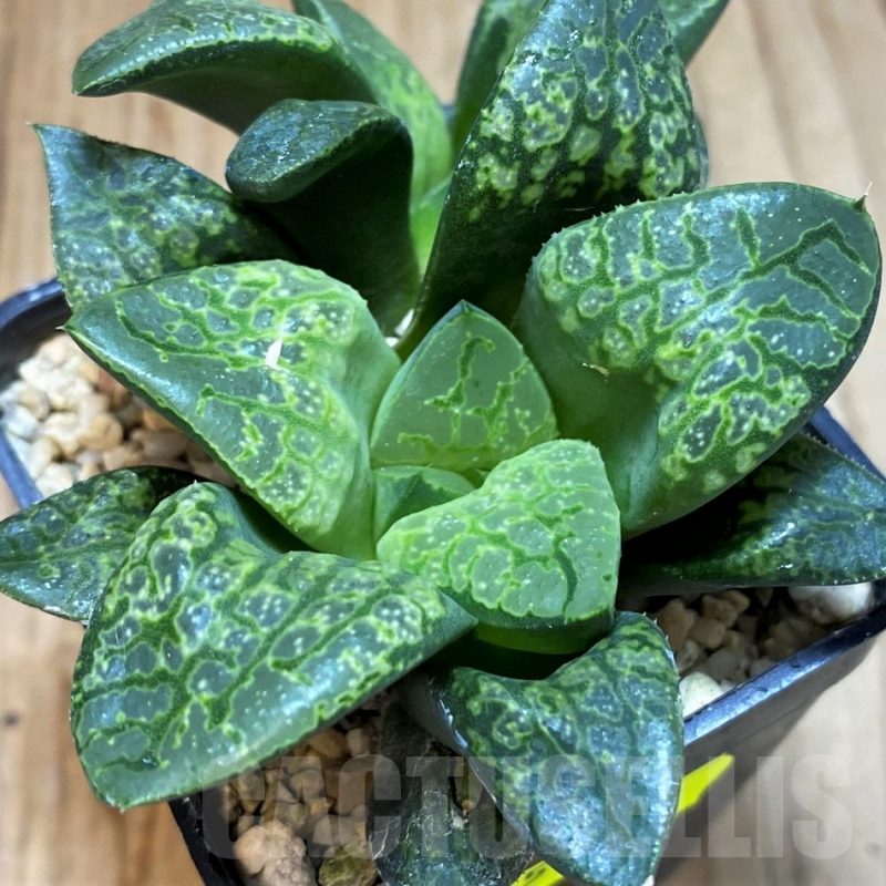 SH5171 Haworthia 'Kamen Butokai'