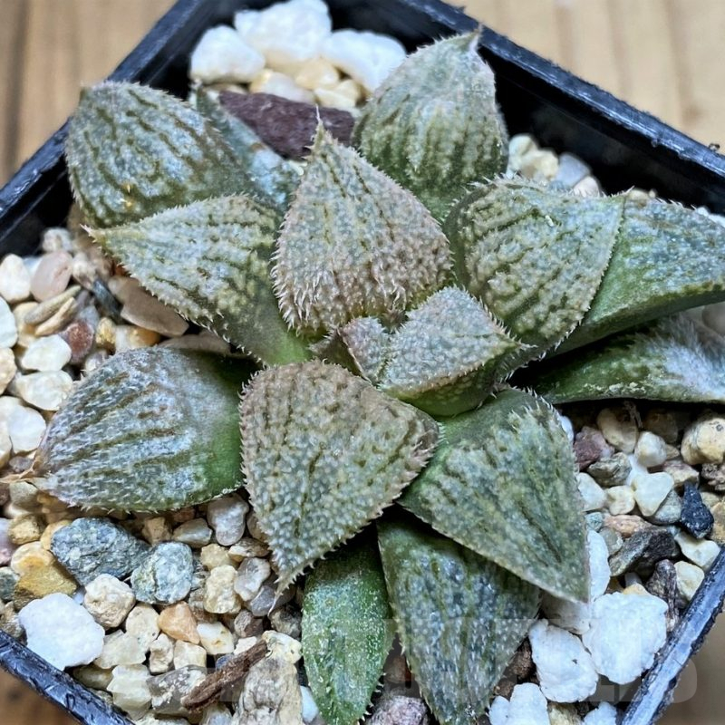 SH5172 Haworthia splendens 'Nautilus'
