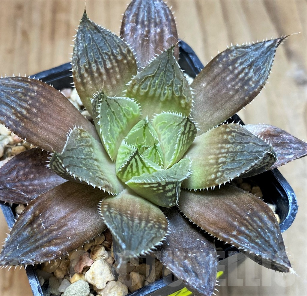 SH5173 Haworthia 'Mirror Ball' hybrid - Image 2