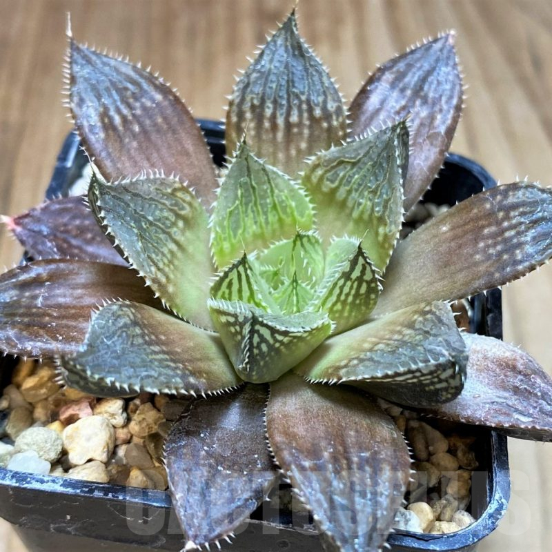 SH5173 Haworthia 'Mirror Ball' hybrid