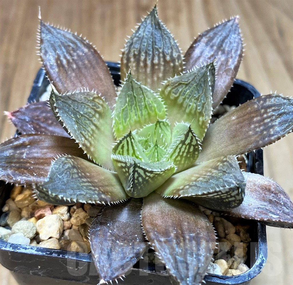 SH5173 Haworthia 'Mirror Ball' hybrid