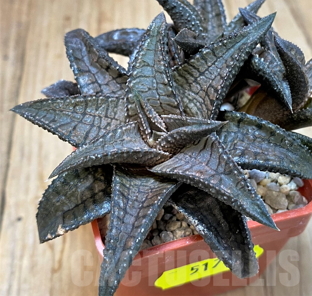 SH5174 Haworthia koelmaniorum 'Dragon King'