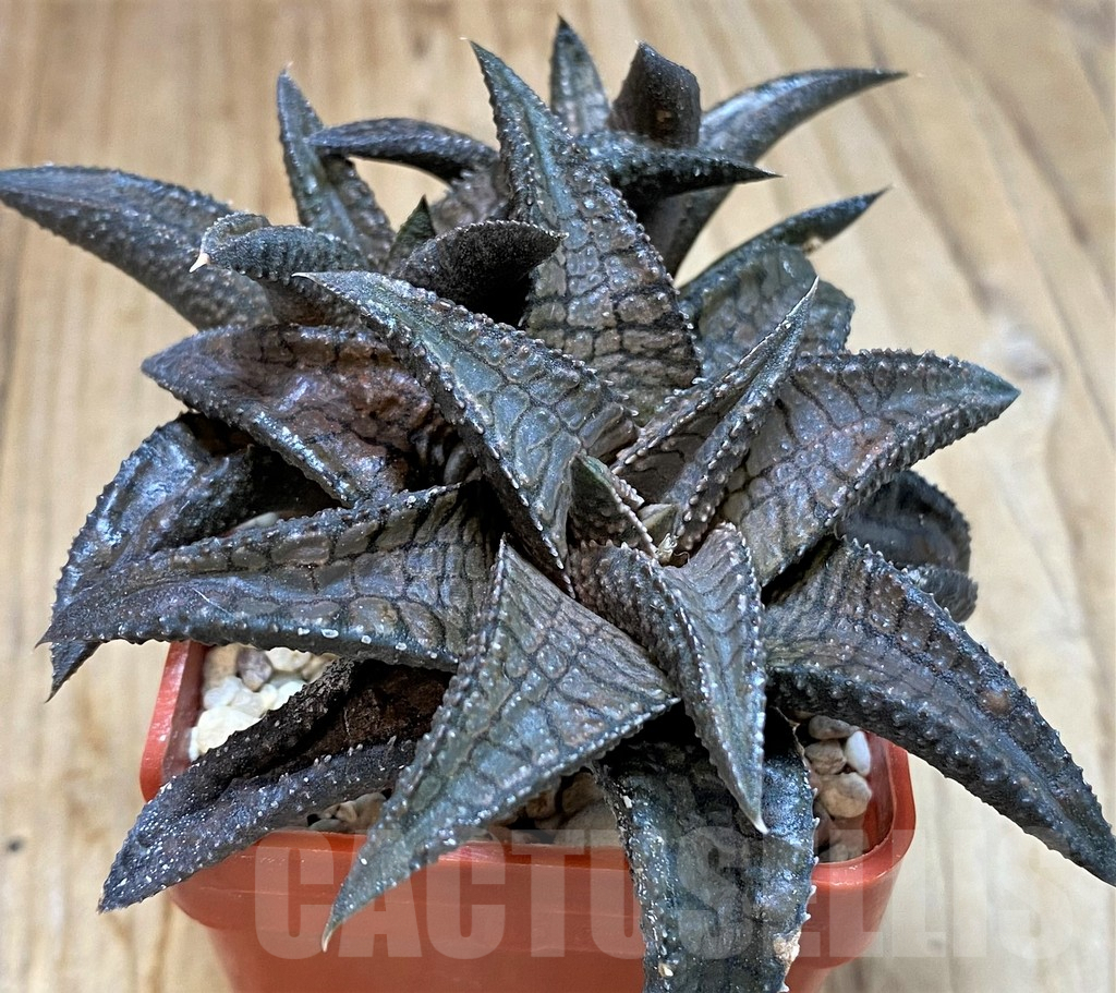 SH5174 Haworthia koelmaniorum 'Dragon King' - immagine 2