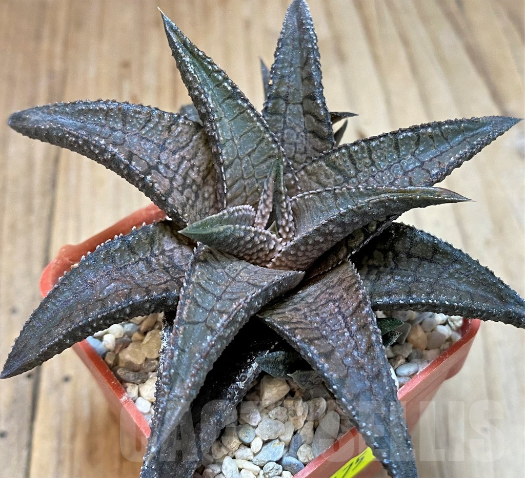 SH5175 Haworthia koelmaniorum 'Dragon King'