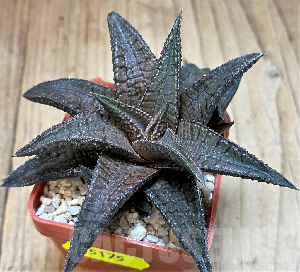 SH5175 Haworthia koelmaniorum 'Dragon King' - immagine 2