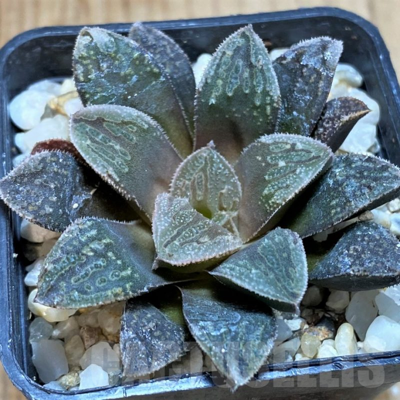 SH5139 Haworthia splendens hybrid