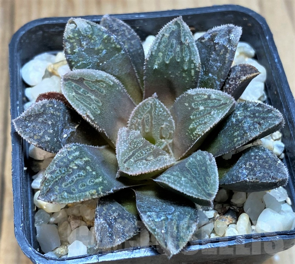 SH5139 Haworthia splendens hybrid