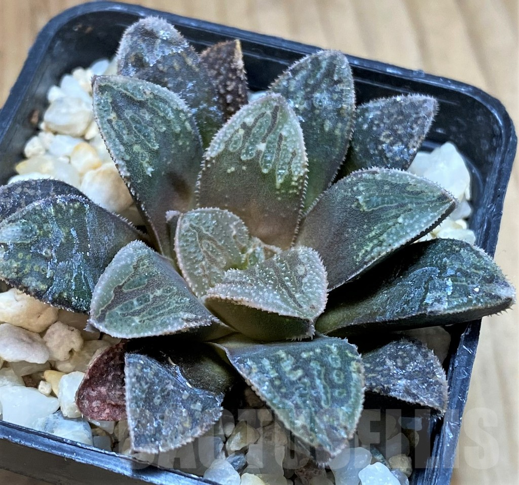 SH5139 Haworthia splendens hybrid - Image 2