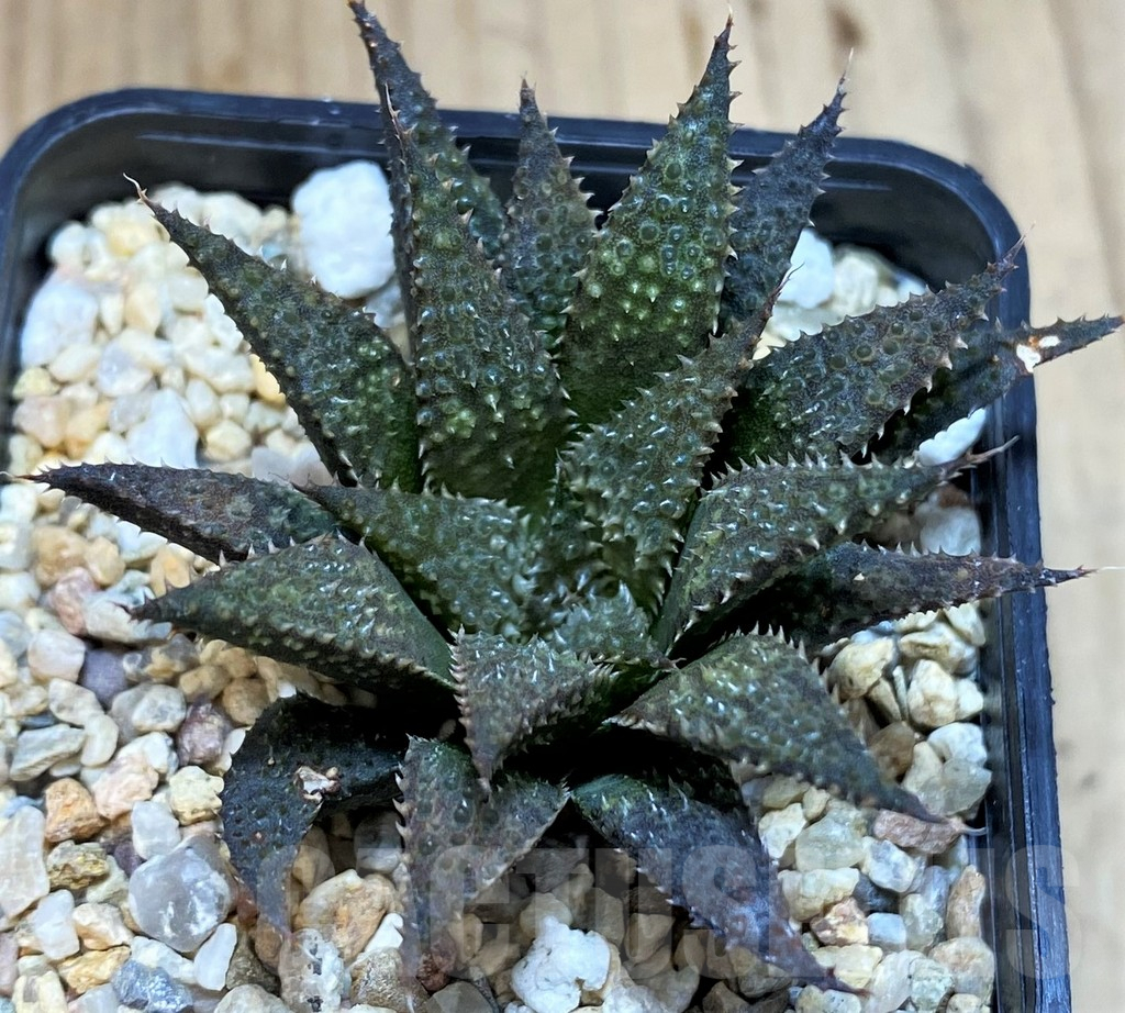 SH5141 Haworthia wimii x koelmaniorum - immagine 2