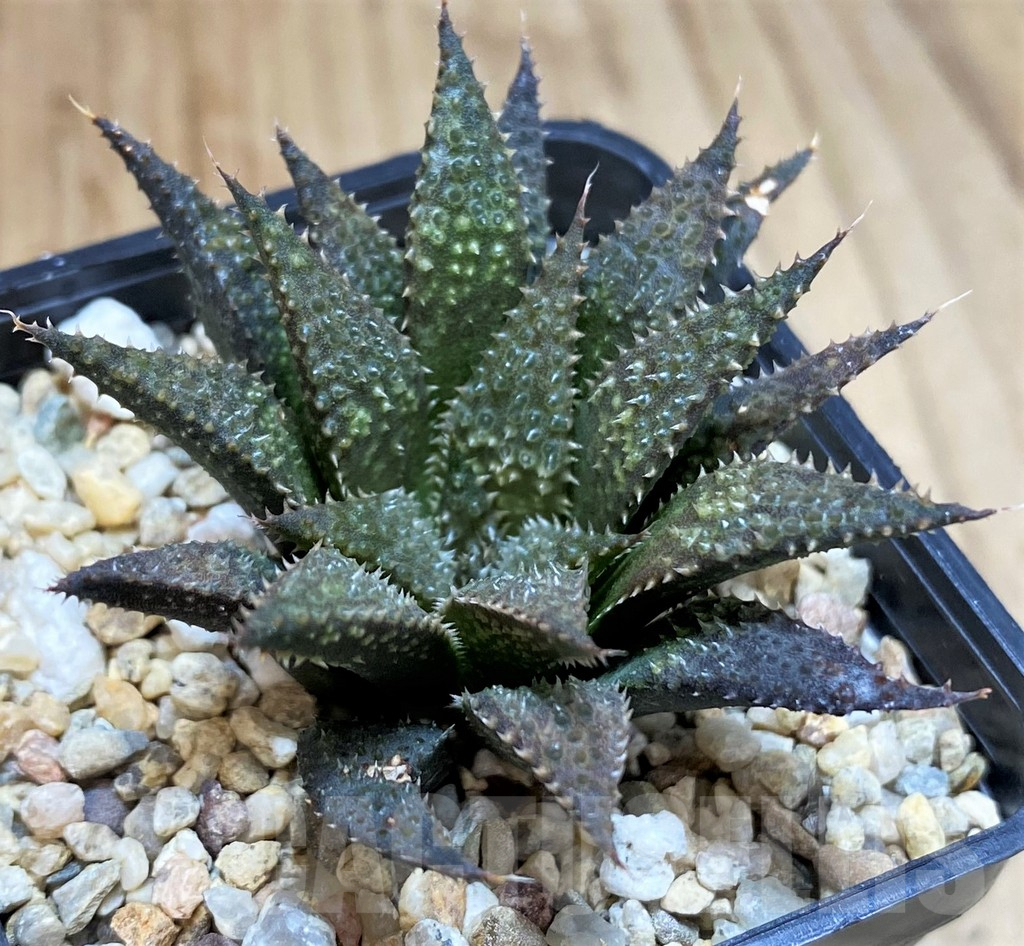 SH5141 Haworthia wimii x koelmaniorum