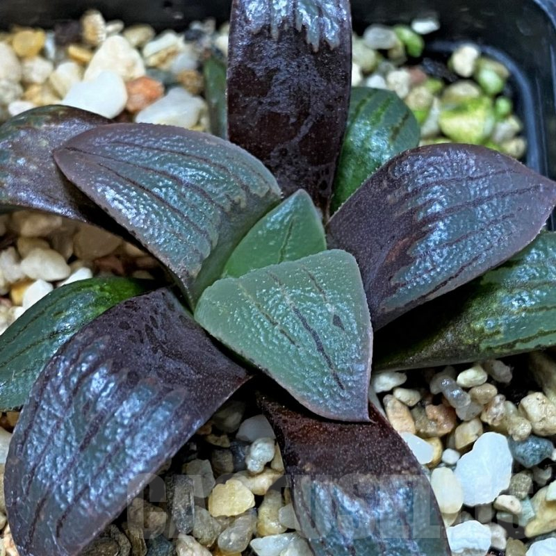 SH5142 Haworthia atrofusca -Japan-