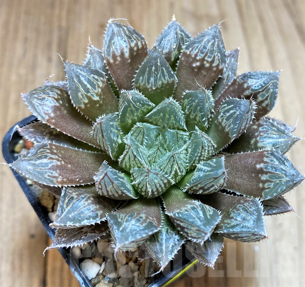 SH5143 Haworthia 'Mirror Ball' - immagine 2