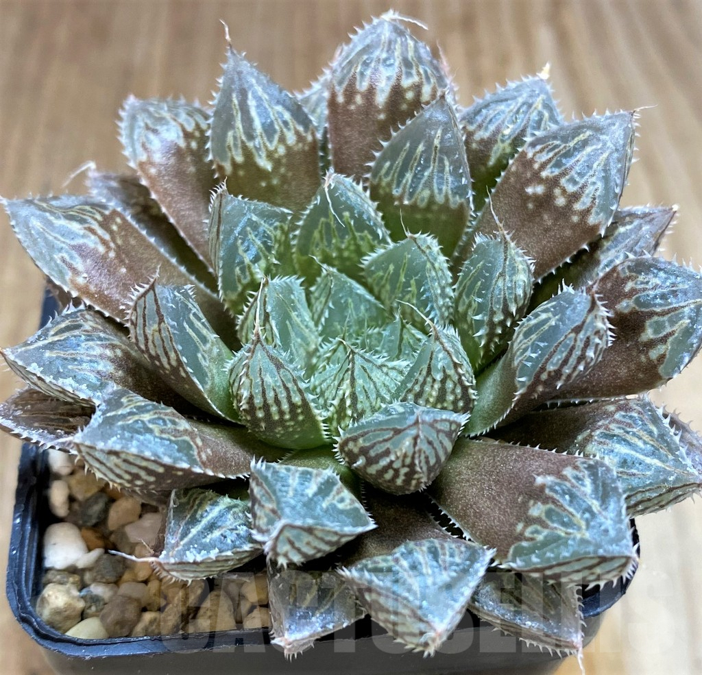 SH5143 Haworthia 'Mirror Ball'