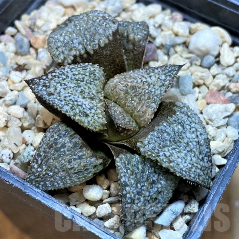 SH5144 Haworthia splendens GM