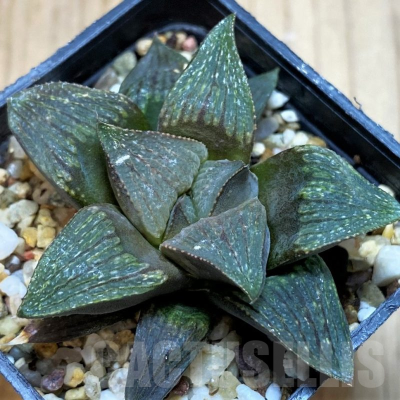 SH5145 Haworthia magnifica hybrid