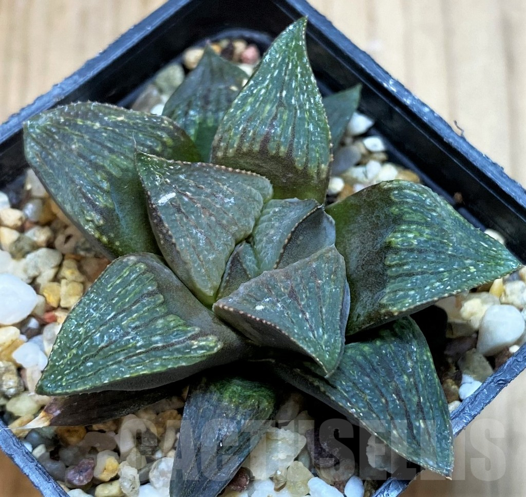 SH5145 Haworthia magnifica hybrid