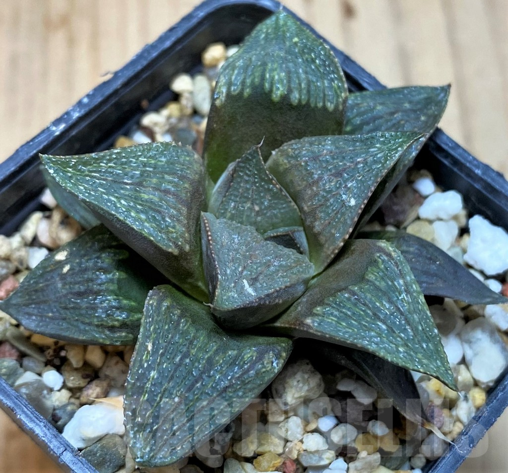 SH5145 Haworthia magnifica hybrid - Imagen 2
