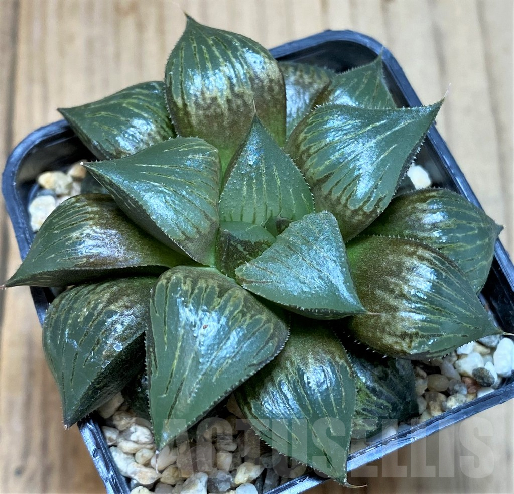 SH5146 Haworthia mutica hybrid