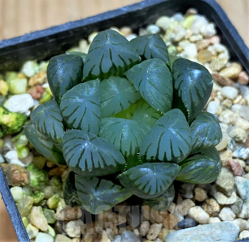 SH5241 Haworthia obtusa 'Purple Dodson' F2, seedling