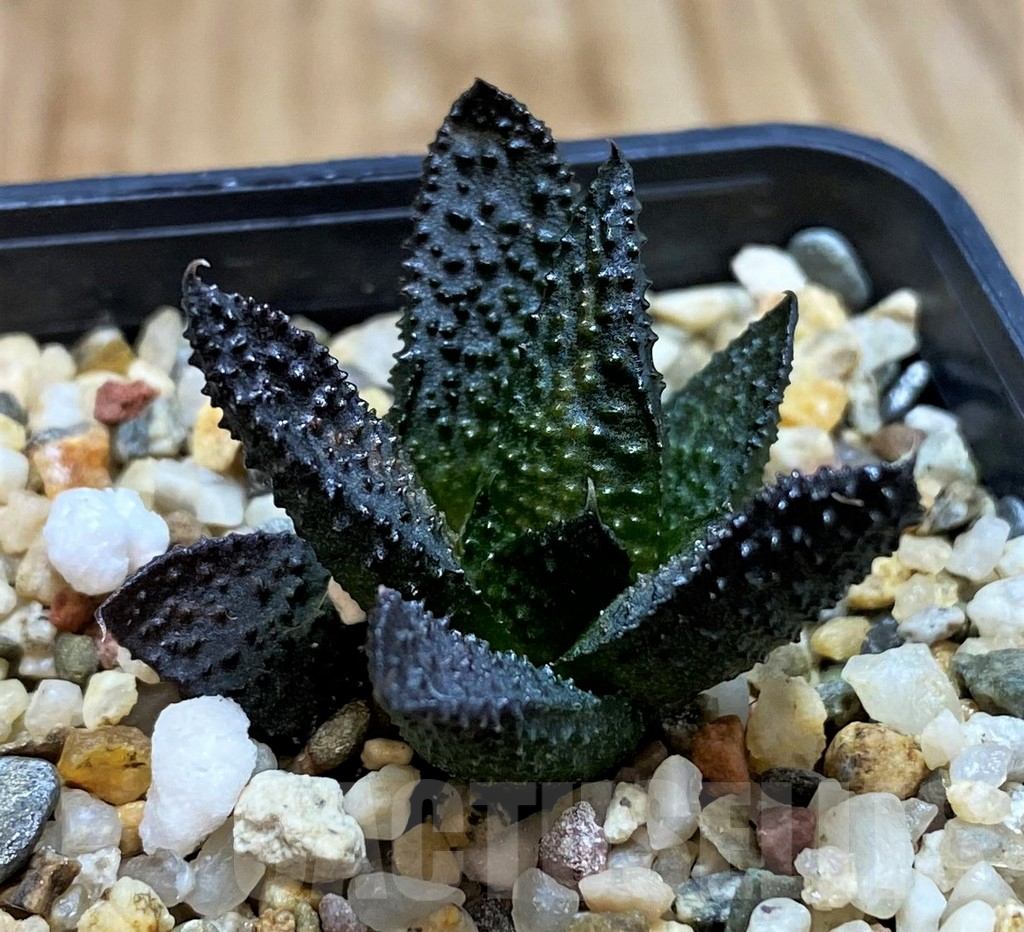 SH5244 Haworthia scabra x tuberculata – Image 2