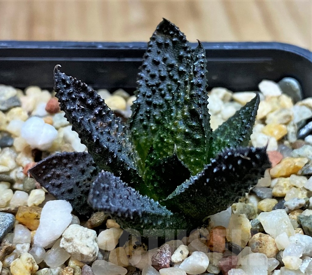SH5244 Haworthia scabra x tuberculata