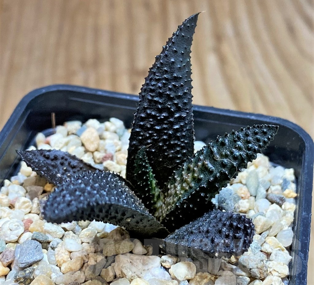 SH5245 Haworthia scabra hybrid